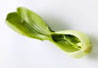 Bok choy baby