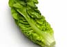 Lettuce Romaine