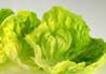 Lettuce green leaf