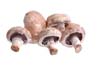 Mushroom Portabella Baby