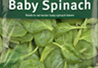 Baby Spinach